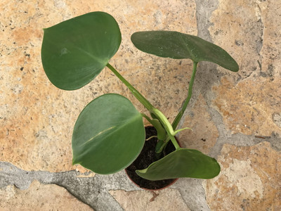 Philodendron microstictum