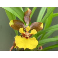 Oncidium eurecline x longipes