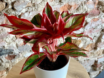 Aglaonema Flame