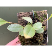 Lepanthes inaequisepala