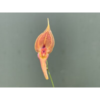 Lepanthes inaequisepala