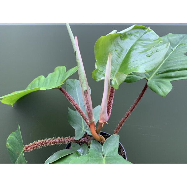 Philodendron squamiferum