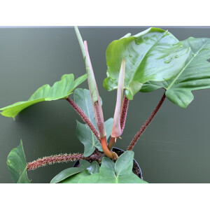 Philodendron squamiferum