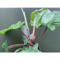 Philodendron squamiferum