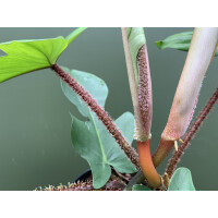 Philodendron squamiferum