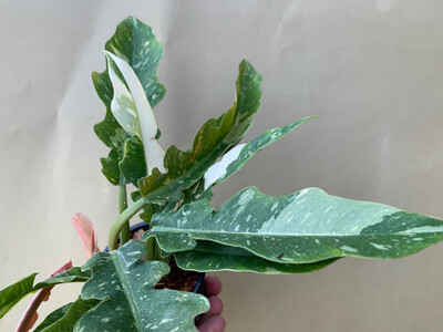 Philodendron variegata narrow Ring of Fire 
