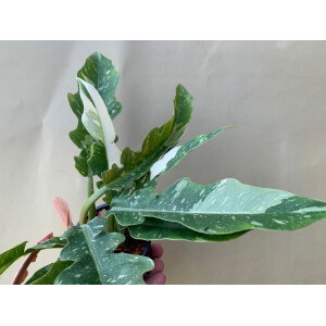 Philodendron variegata narrow "Ring of Fire"