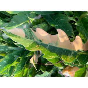 Philodendron variegata narrow "Ring of Fire"