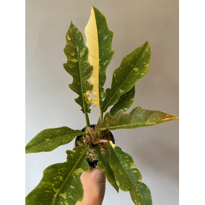 Philodendron variegata narrow "Ring of Fire"