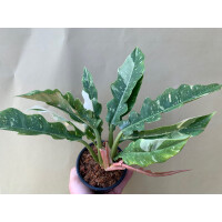 Philodendron variegata narrow "Ring of Fire"