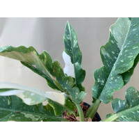 Philodendron variegata narrow "Ring of Fire"