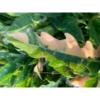 Philodendron variegata narrow "Ring of Fire"