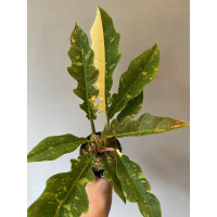 Philodendron variegata narrow "Ring of Fire"