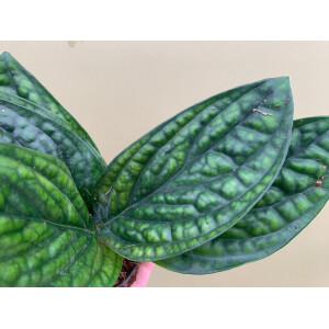 Monstera karstenianum