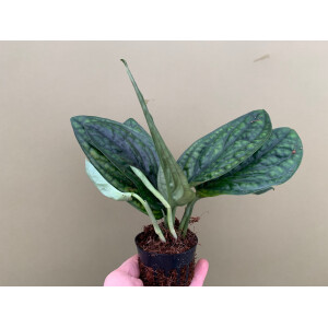 Monstera karstenianum