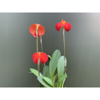 Masdevallia ignea