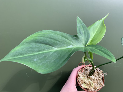 Philodendron camposportoanum