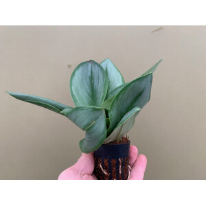 Scindapsus Treubii Moonlight