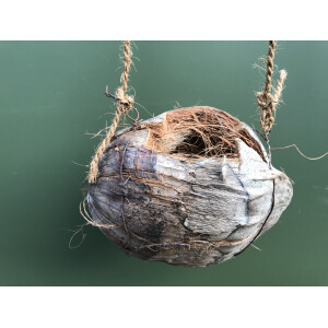 Kokosnuss mit Kordel