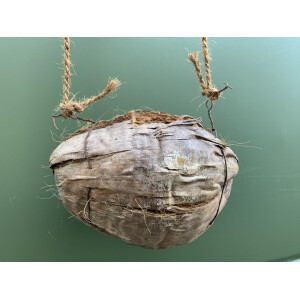 Kokosnuss mit Kordel