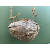 Kokosnuss mit Kordel