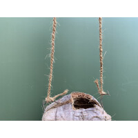 Kokosnuss mit Kordel