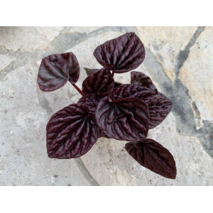 Peperomia caperata RED LUNA