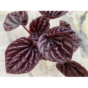 Peperomia caperata RED LUNA