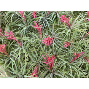 Tillandisa spec. Kolumbien