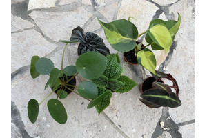Mini Pflanzenset 1