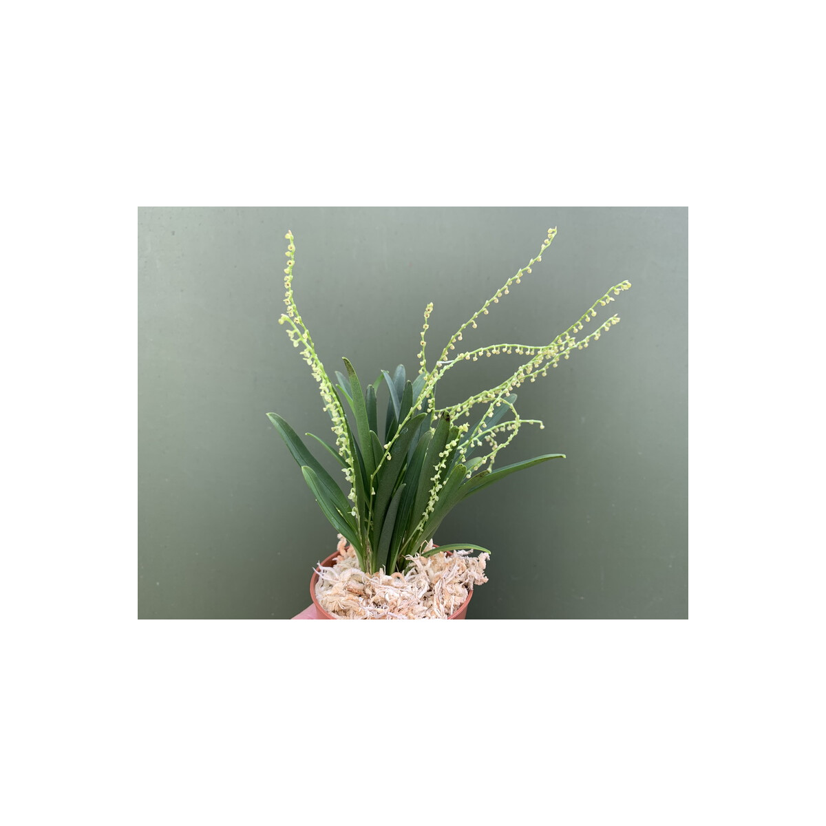 Stelis spec. Kolumbien