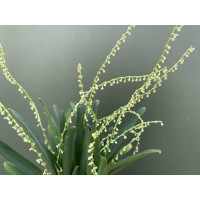 Stelis spec. Kolumbien