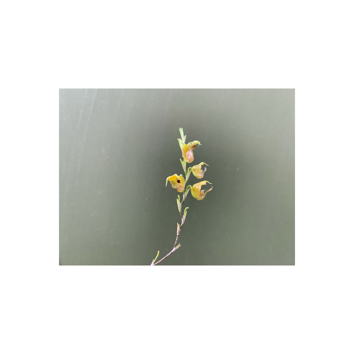 Scaphosepalum verrucosum