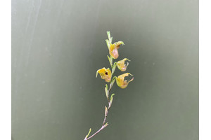 Scaphosepalum verrucosum