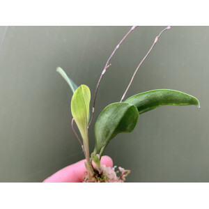 Scaphosepalum verrucosum