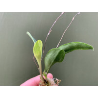 Scaphosepalum verrucosum