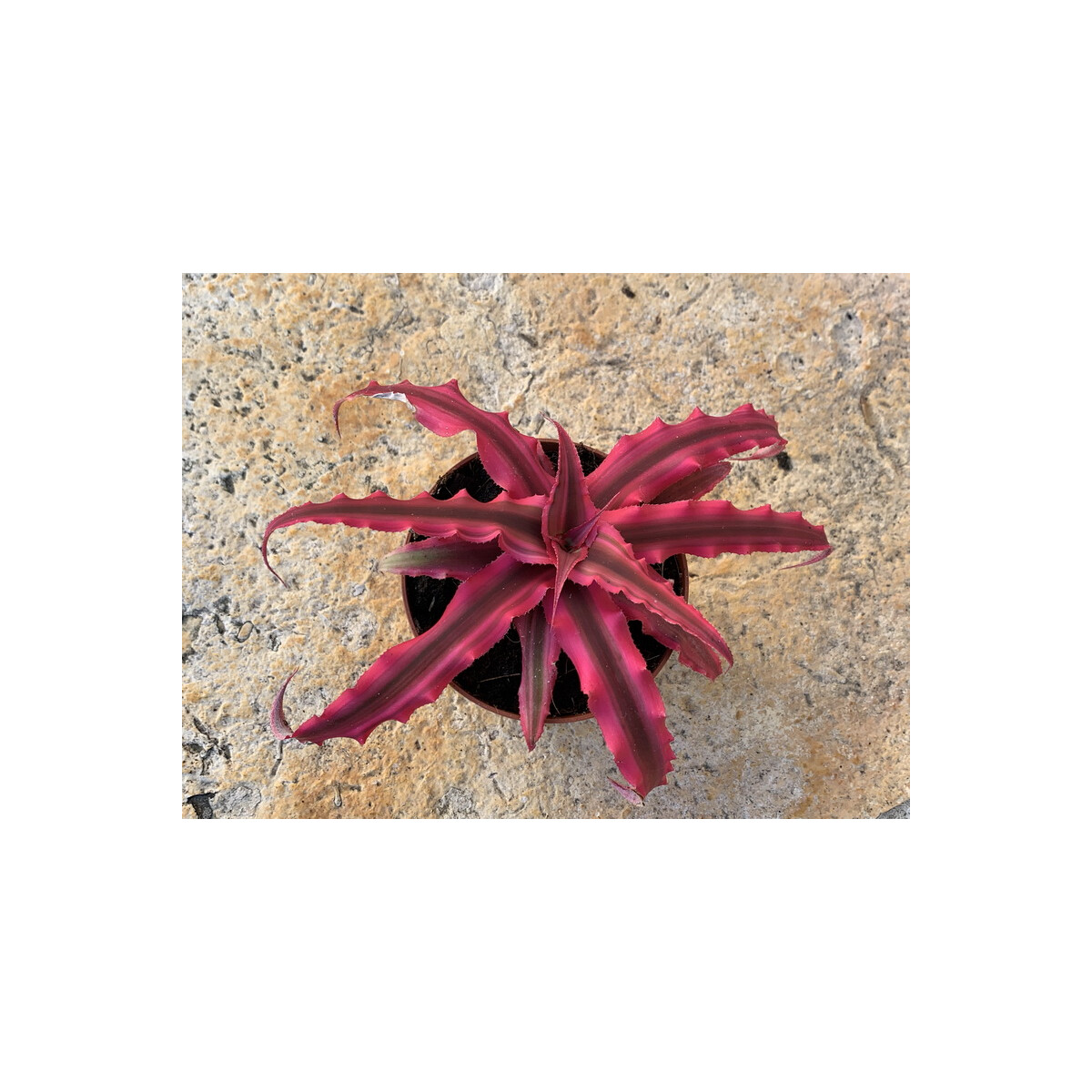 Cryptanthus bivittatus XXL