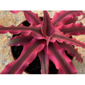 Cryptanthus bivittatus XXL