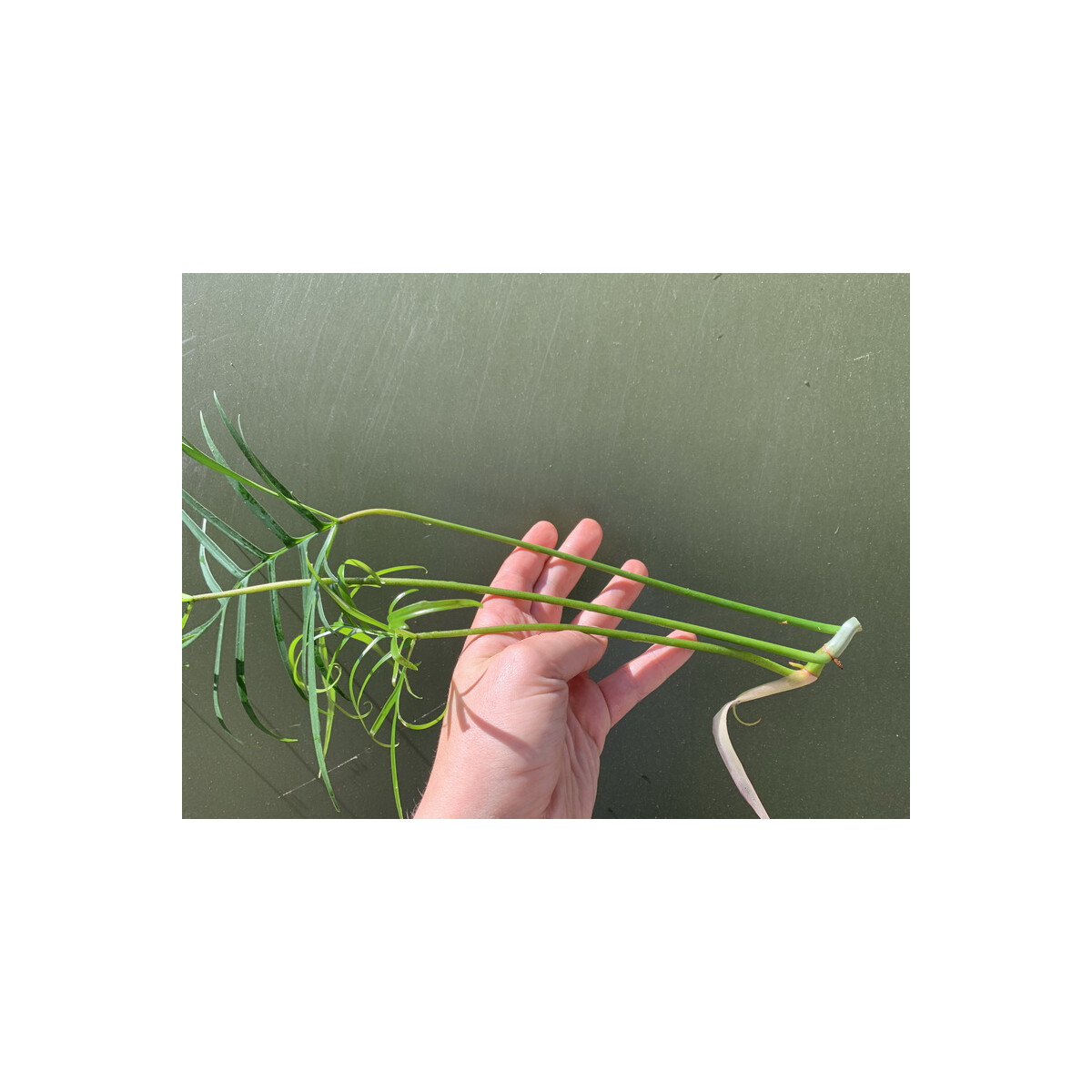 Philodendron polypodioides Ableger