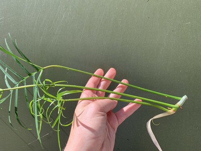 Philodendron polypodioides Cutting