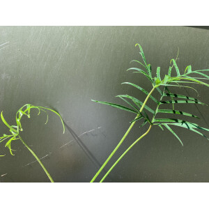 Philodendron polypodioides Cutting