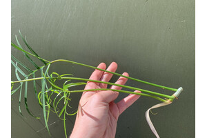 Philodendron polypodioides Cutting