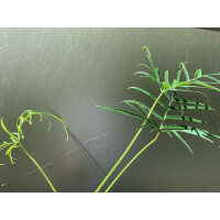 Philodendron polypodioides Cutting