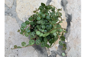 Peperomia prostrata - Babyplant