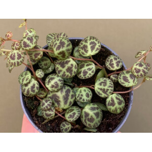 Peperomia prostrata - Babyplant