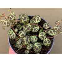 Peperomia prostrata - Babyplant