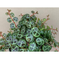 Peperomia prostrata - Babyplant