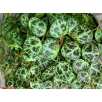 Peperomia prostrata - Babyplant