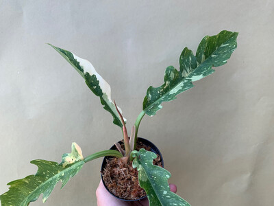 Philodendron Ring Of Fire Cutting