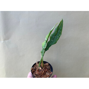 Philodendron Ring Of Fire Cutting